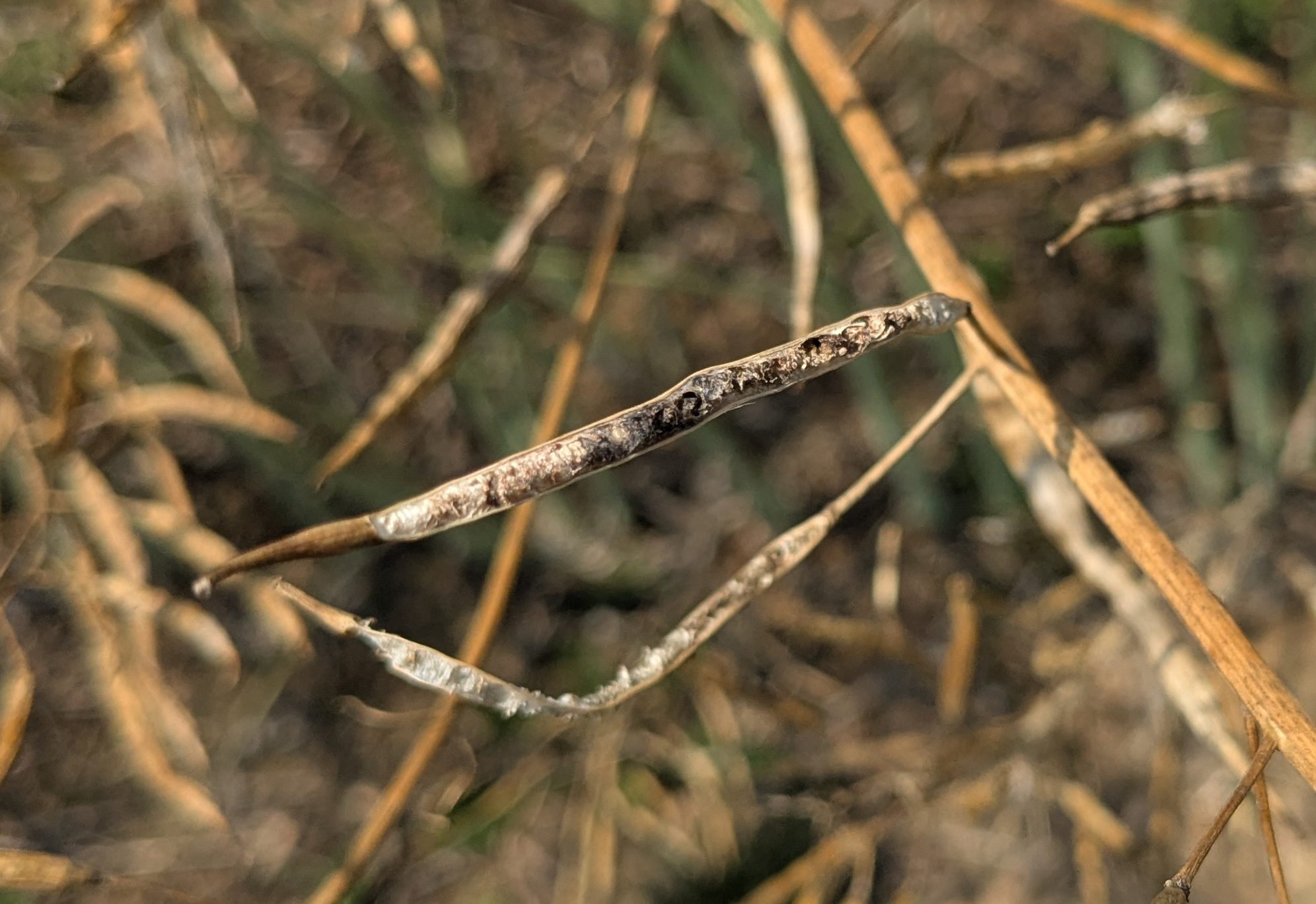 Close-up of a canola pod showing external damage and scarring from insect feeding. The damaged tissue appears dark and sunken along the pod surface.